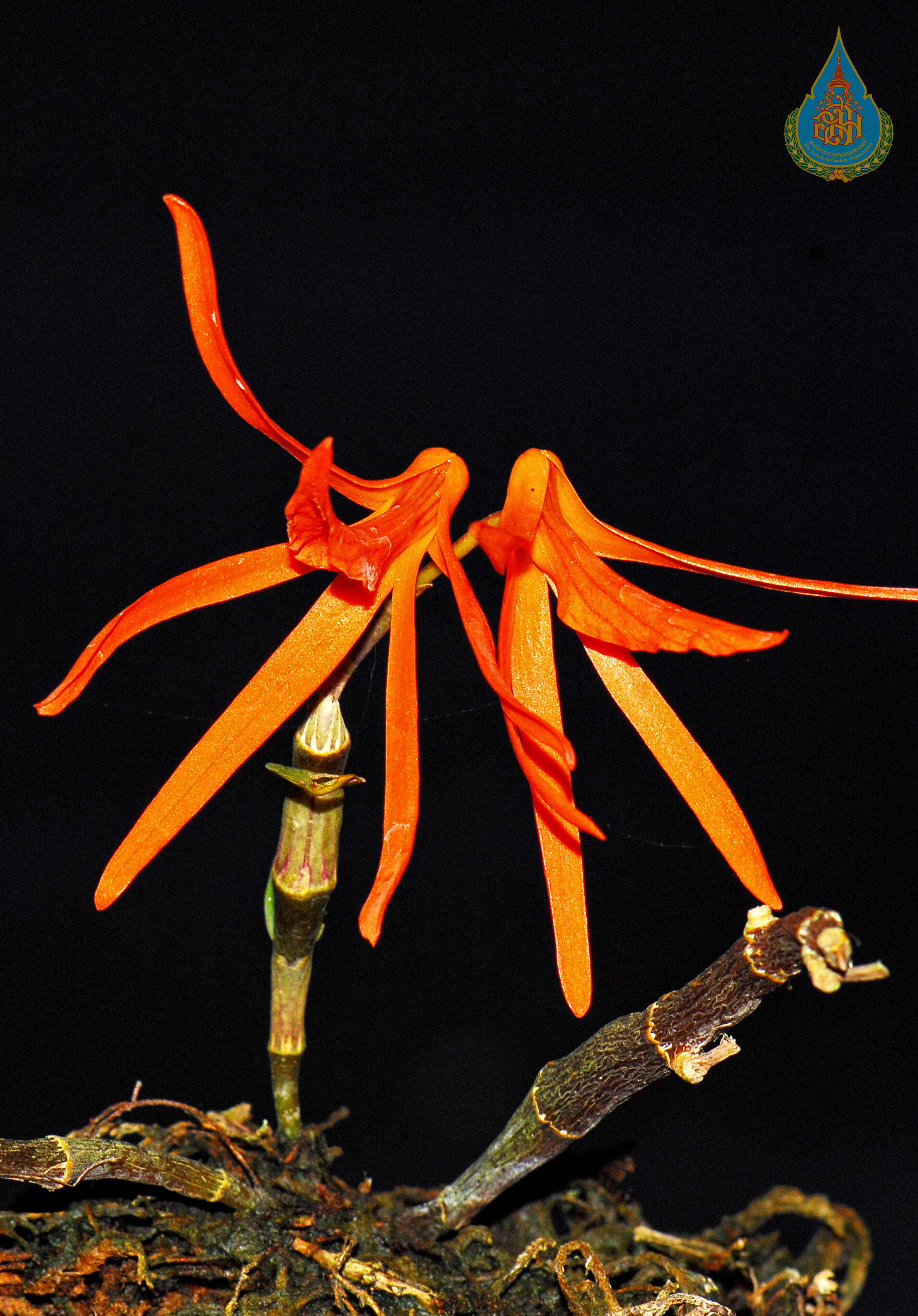 เอื้องแสดใหญ่ Dendrobium dickasonii L.O.Williams<br/>ORCHIDACEAE